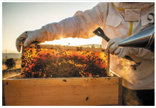 Догляд за бджолами