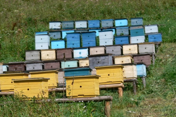Вчитися у бджіл згуртованості
