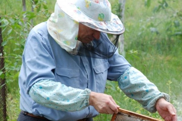 В Україні гостро не вистачає професійних бджолярів