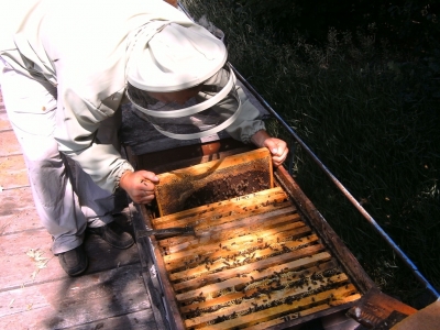 Відбір меду