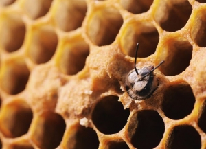 Дотації для бджолярів: терміни, суми, документи
