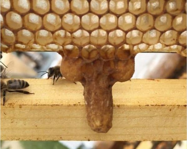 У Мінекономіки розглянули стан подання заявок на отримання держпідтримки в галузях бджільництва і садівництва