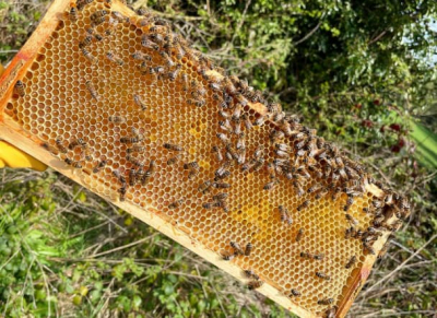 Фото від honeybees thebroseleybeekeeper