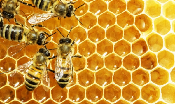 В Україні шукатимуть фальсифікований мед
