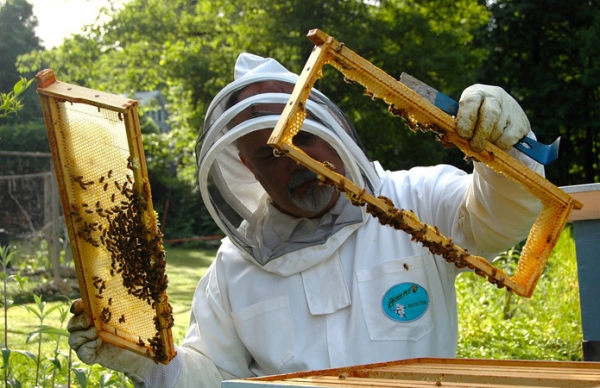 Уряд чекає від бджолярів обґрунтованих пропозицій щодо державної підтримки