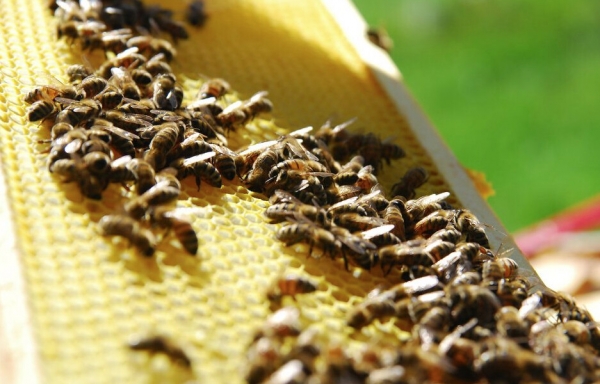 На Запоріжжі будуть боротися з отруєнням бджіл