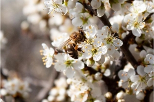 Без запилення бджолами садівники та ягідники України втрачають до 40% потенційного врожаю