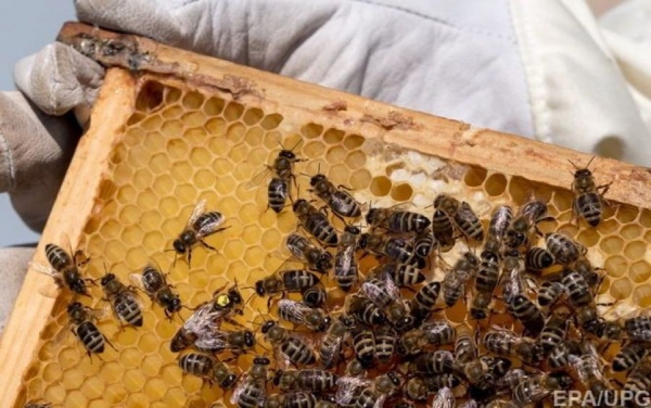 Експортери не просувають український мед за кордоном ― думка