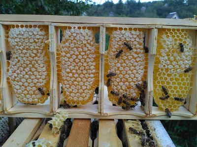 Бджоли хочуть жити. Чому українське бджільництво під загрозою