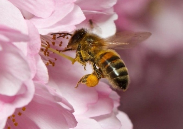 Експерт: Запилення бджолами підвищує врожайність ягід на 70%