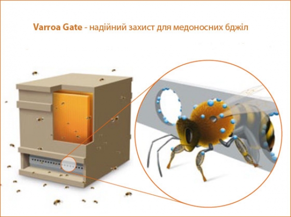 VARROA GATE -  новое решение для здоровья пчел