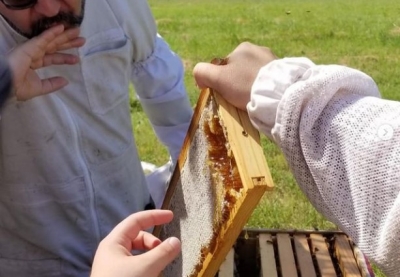 Власник органічної пасіки лікує бджіл полином, часником та хроном
