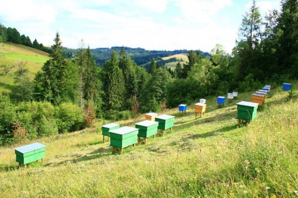 На Закарпатті розпочали порятунок унікальної місцевої бджоли
