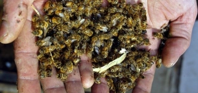 Как получить компенсацию за гибель пчёл от пестицидов?