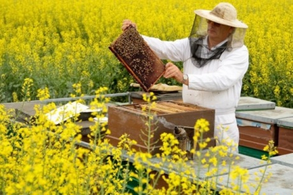 На Донбасі для бджолярів створять базу обробки полів
