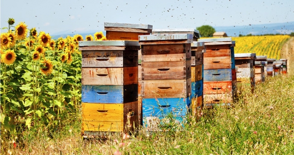 Кто производит и экспортирует украинский мёд