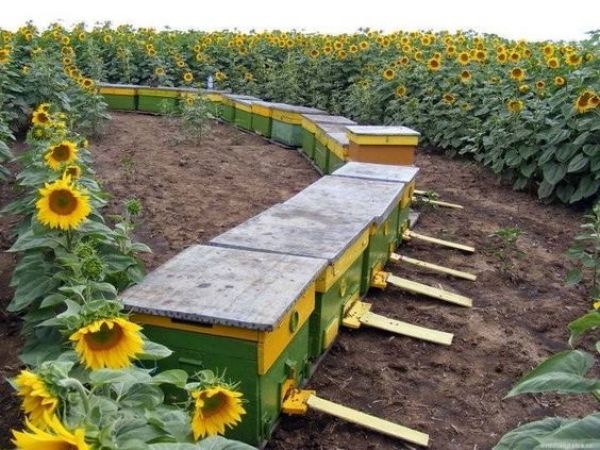 Запиленням бджоли приносять аграріям в десятки разів більше грошей, ніж медом