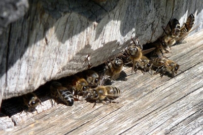 У селі Болградського району зафіксована масова загибель бджіл
