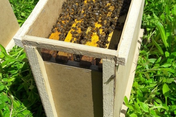 Якою буде ціна на бджолопакети навесні 2018 року
