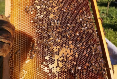 Якою буде ціна на мед у 2022 році?