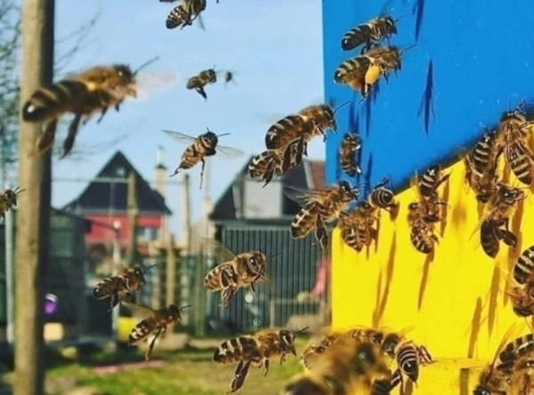 В Україні нараховано спеціальну бюджетну дотацію за наявні бджолосім’ї