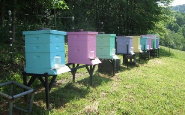 Бджола «в законі», або Вимоги до виробництва меду в Україні. Частина 2
