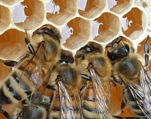 Чудовий сезон для херсонських бджолярів