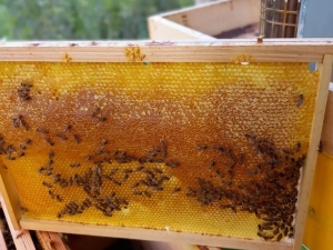 Медозбір закінчується: яким був цей сезон для українських бджолярів?