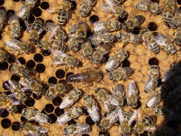 Україна посідає третє місце у світі з виробництва меду