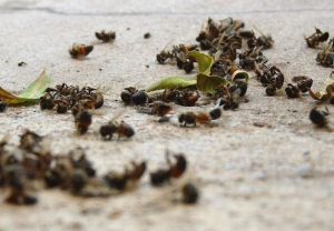 На Полтавщині загинуло 80 бджолосімей