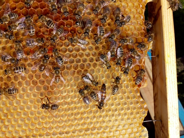 Міжнародний експерт розповість як підвищити ефективність виробництва меду