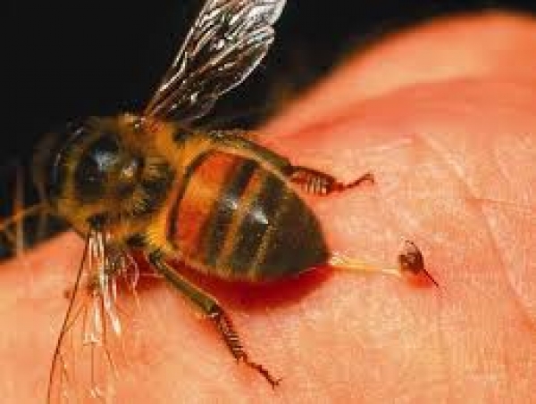 Вчені запропонували використовувати бджолину отруту проти COVID-19