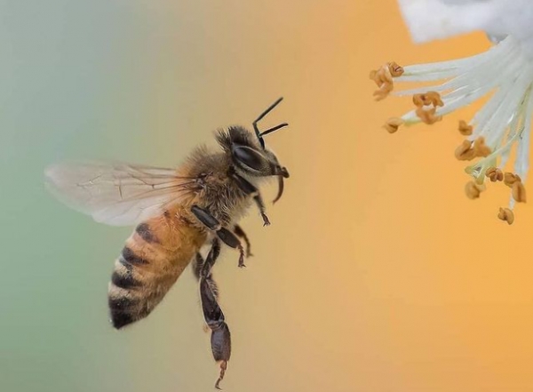 Українським бджолярам виплачено майже чверть мільярда гривень дотацій