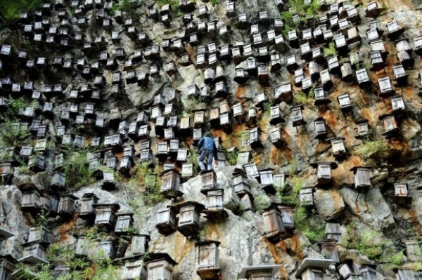 Італійські бджолярі вимагають заборонити китайський мед