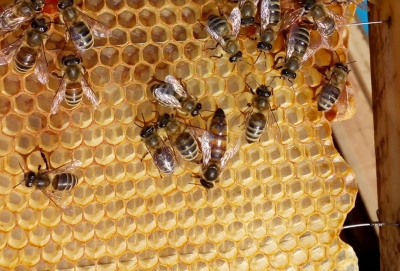 Україну чекає дефіцит племінних бджоломаток через коронавірус