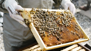 «Важливо зберегти пасічників»: бджоляр з Черкащини розповів про державну підтримку галузі під час війни