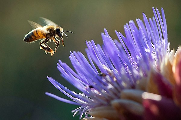 Бджолярі отримують менше долара і відіграють на українцях - підвищують ціни