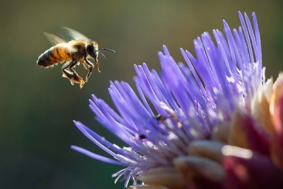 Бджолярі отримують менше долара і відіграють на українцях - підвищують ціни