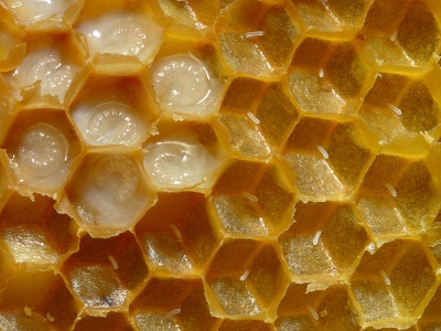 Розплід бджолиний