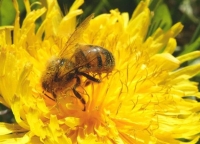 Владислав прокоментував Депутат пояснив, як законопроєкт про бджільництво і захист рослин вплине на аграріїв