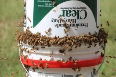 Підгодівля бджіл сиропом