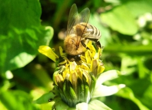 На Кіровоградщині створять кластер органічного бджільництва