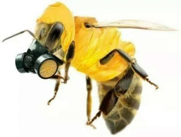 На Київщині загинуло близько 200 бджолосімей