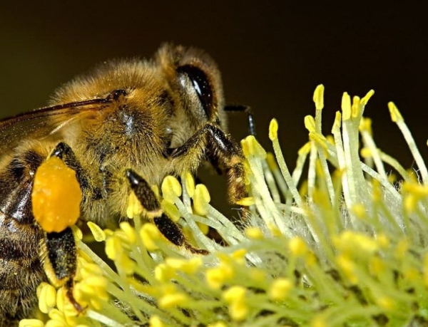 Майже 75% меду у світі забруднено пестицидами