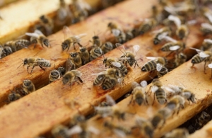 Яка ціна на бджолопакети весною 2019 року
