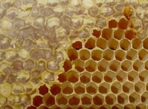 Травневий мед подорожчав на 20%