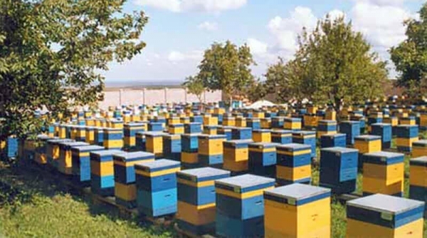 На Одещині створять медовий агрокластер