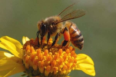 У селі на Закарпатті загинуло до 50% бджіл