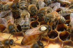 Бакфаст - порода бджіл