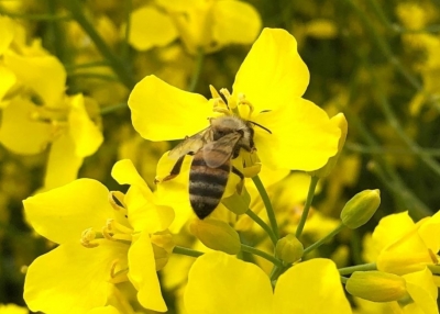 Ну Луганщині динамічно розвивається бджільництво